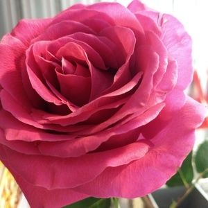 Meet your Posher, Julia